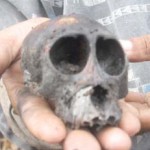 tengkorak primata yang terbakar.