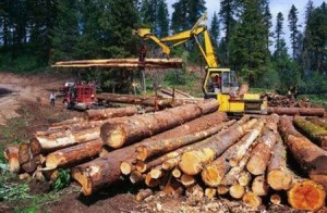 illegal-logging