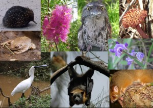 Biodiversity keanekaragaman hayati