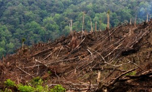aceh deforestasi