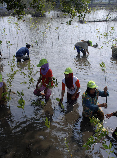 Sejumlah warga menanam Mangrove di kawasan pesisir Muara Ujung, Teluknaga, Kabupaten Tangerang, Banten, Rabu (4/6). ANTARA FOTO/Lucky R.