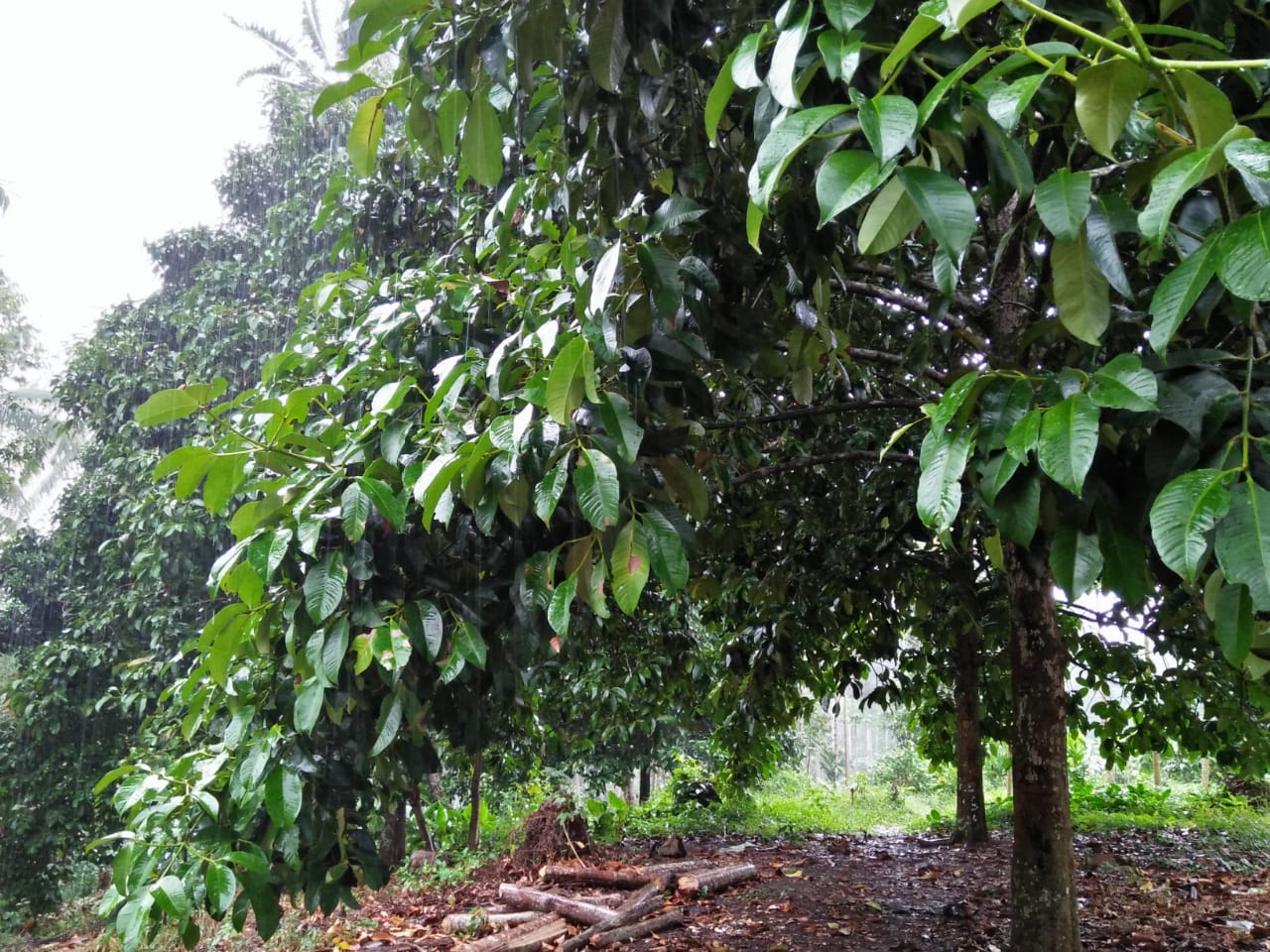 Panen Manggis Dan Durian Di Lampung Terganggu Akibat Cuaca Ekstrem Bukan Perubahan Iklim
