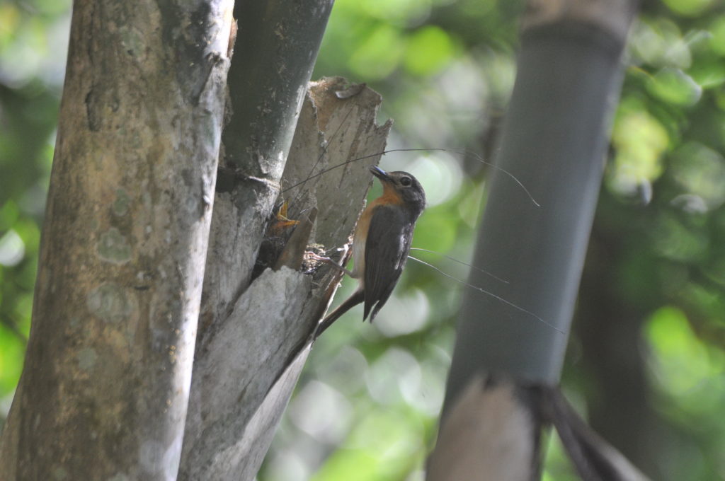 Kopi Sulingan: usaha konservasi burung di Jatimulyo yang membuahkan hasil