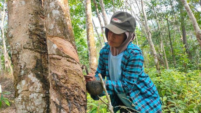 Warga Dusun Cawang Gumilir menyadap karet.