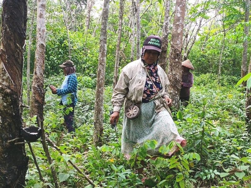 Para perempuan warga Dusun Cawang Gumilir Sumsel, saat menyadap karet .