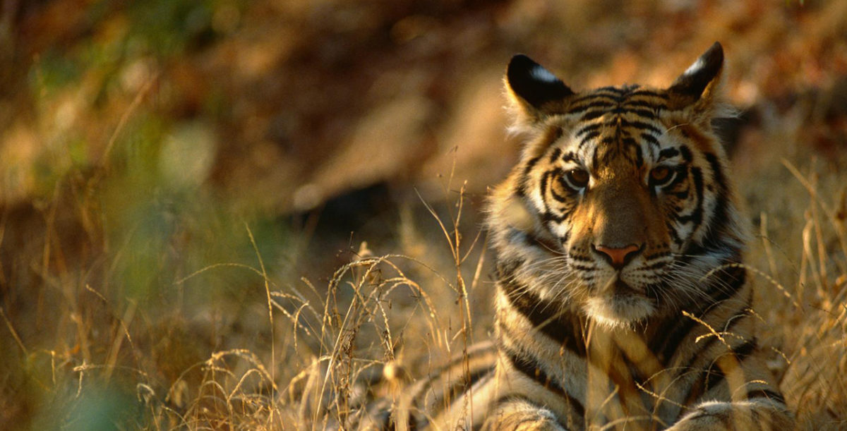 Harimau sumatera (Panthera tigris sumatrae) diambang kepunahan.
