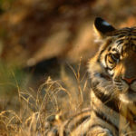 Harimau sumatera (Panthera tigris sumatrae) diambang kepunahan.