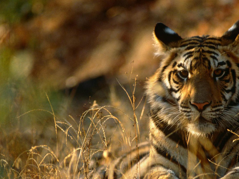 Harimau sumatera (Panthera tigris sumatrae) diambang kepunahan.