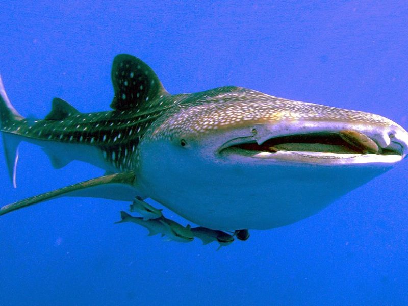 Hiu paus (Rhincodon typus)