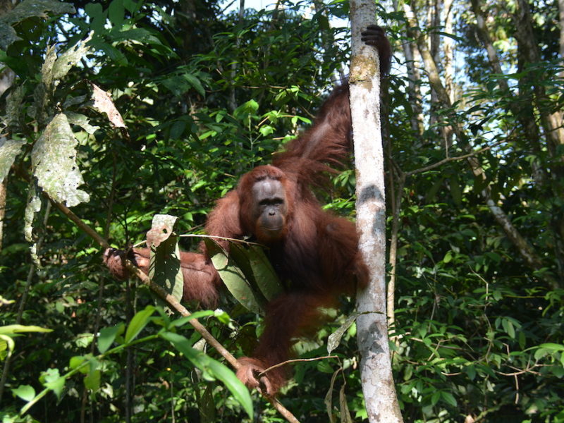 Amber, orangutan betina berusia 16 tahun, dilepasliarkan