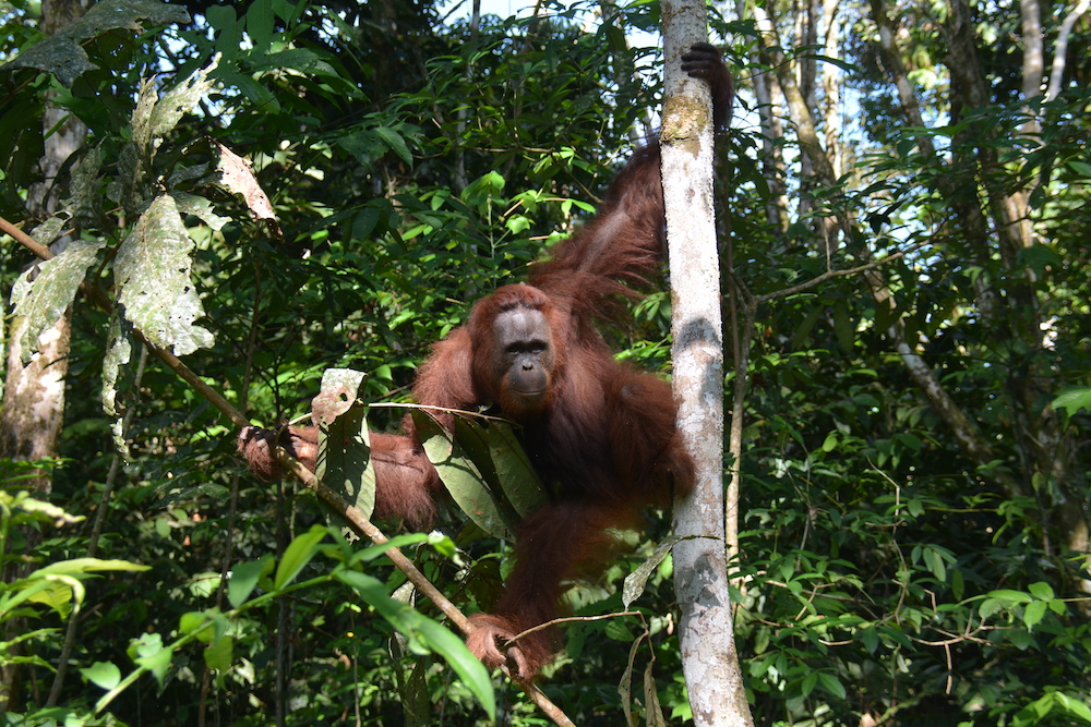 Amber, orangutan betina berusia 16 tahun, dilepasliarkan