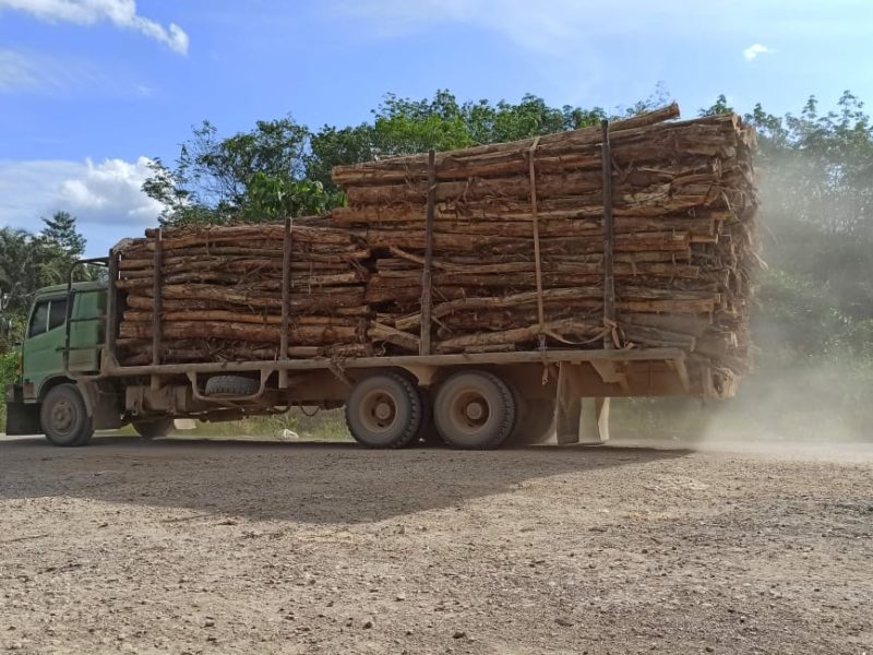 Truk PT WKS membawa kayu akasia mangium.