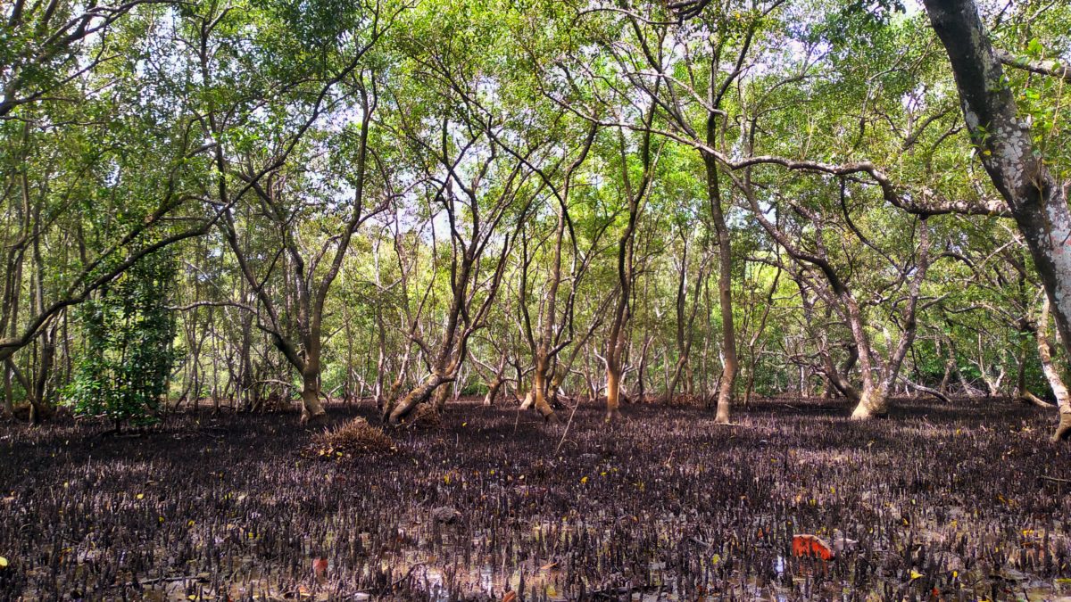 Hutan Mangrove Desa Toseho
