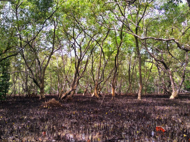 Hutan Mangrove Desa Toseho
