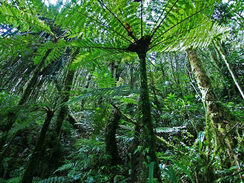 Hutan Papua
