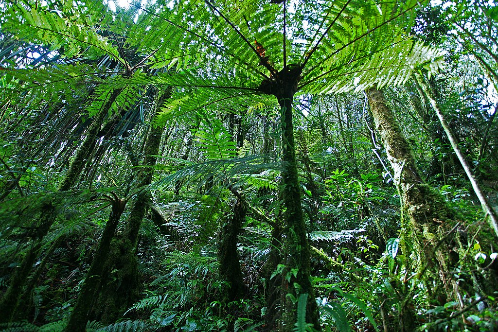 Hutan Papua