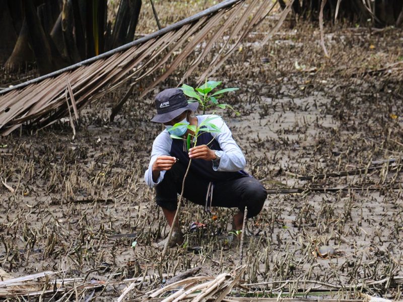 Perawatan mangrove yang diadopsi