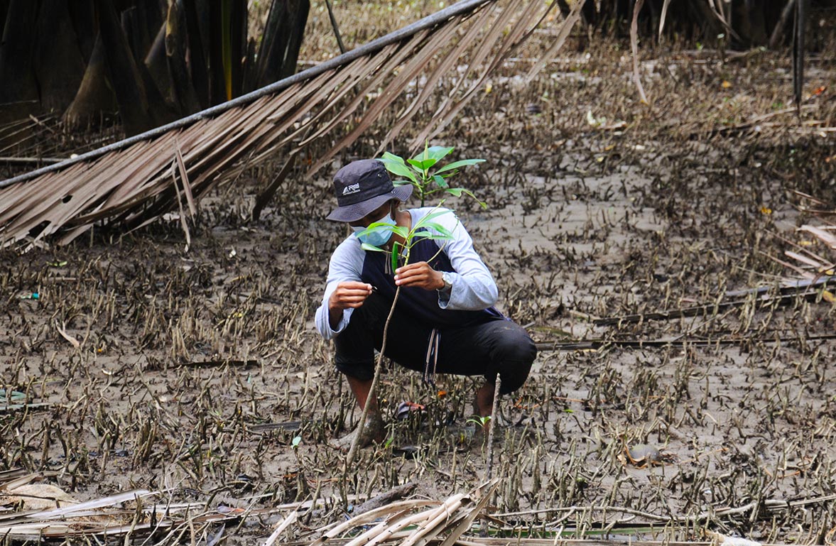 Perawatan mangrove yang diadopsi