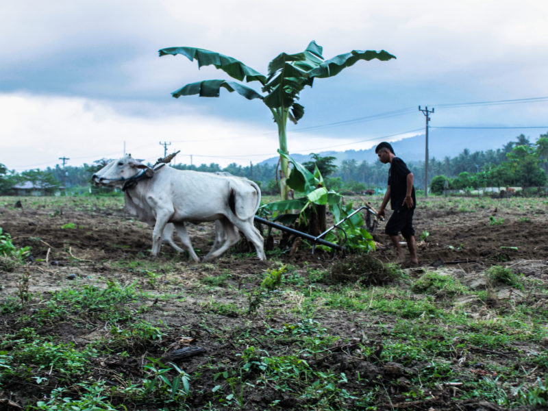 Petani di Desa Bangga