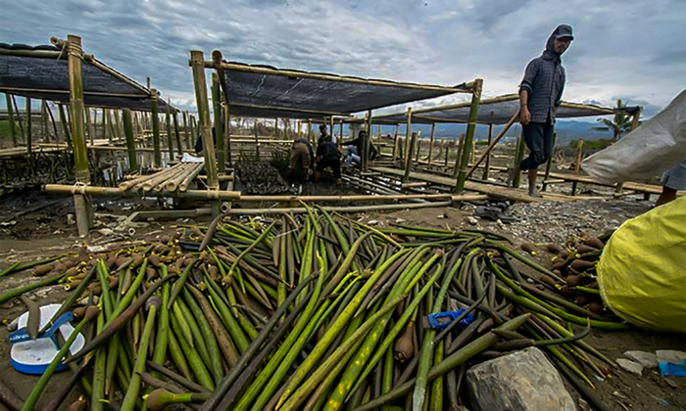 Pembibitan Tanaman Mangrove