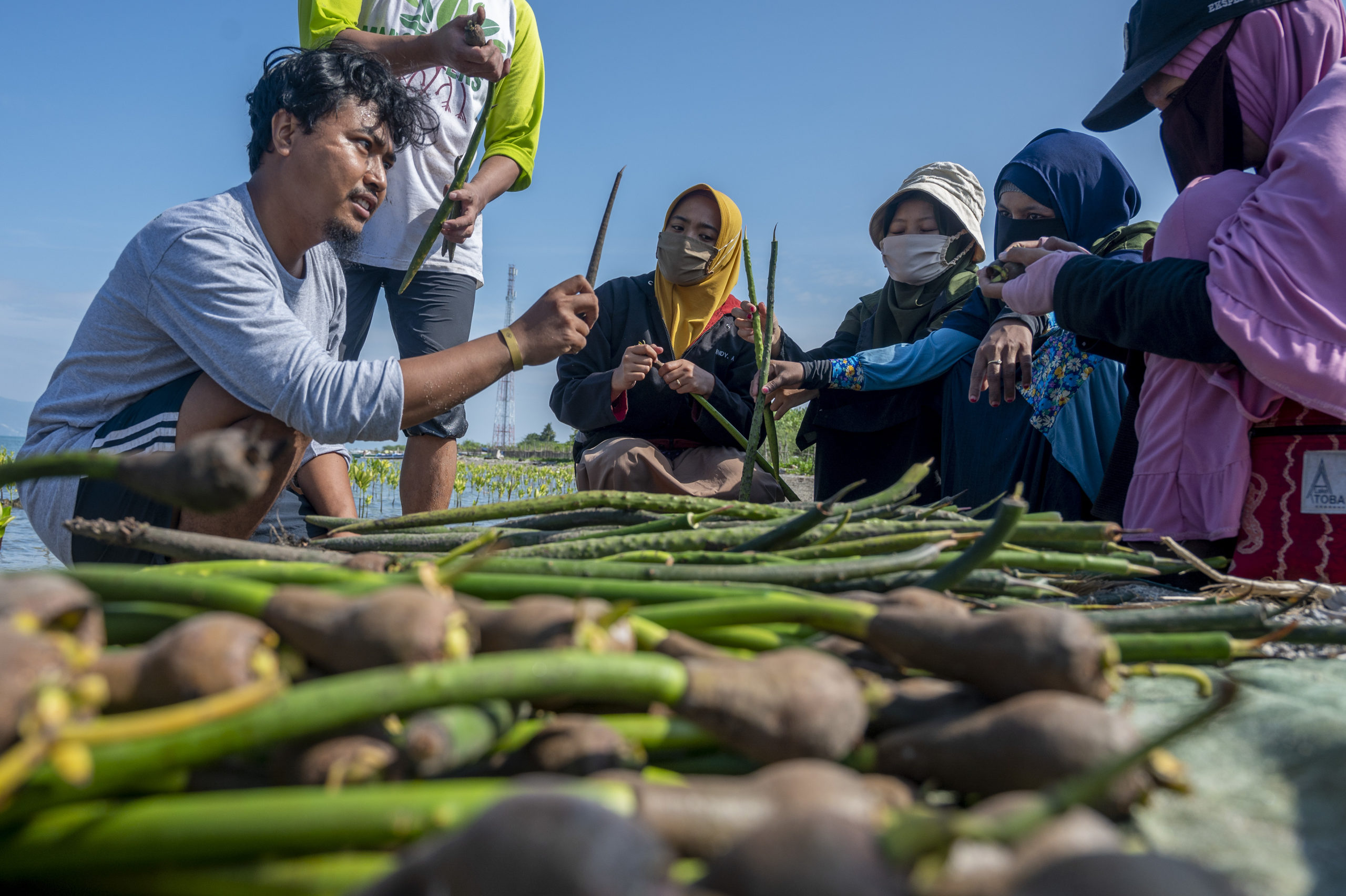 Penjelasan cara menanam mangrove