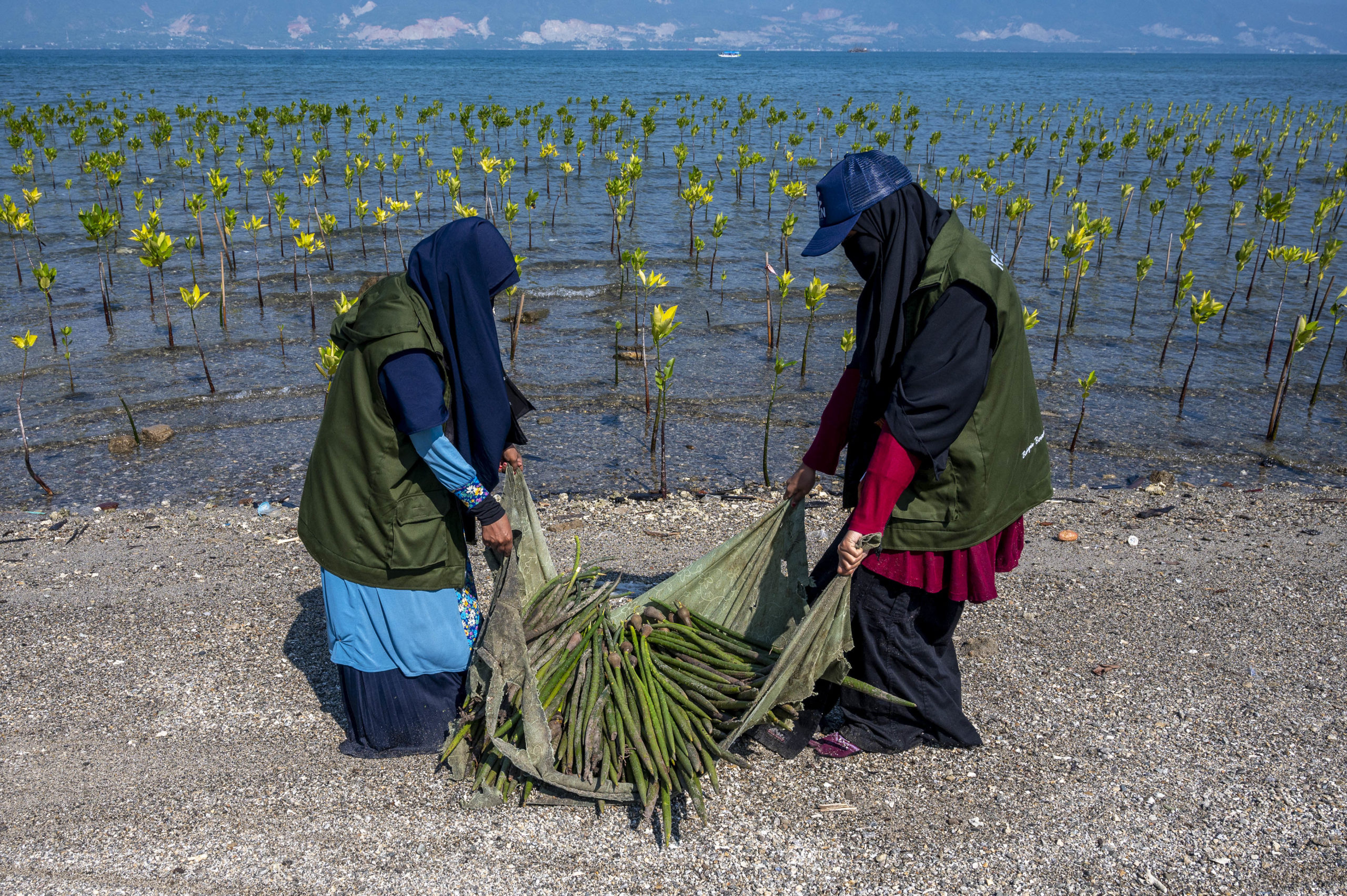 Sejumlah relawan mengangkat bibit pohon mangrove yang akan ditanam di pantai Dupa, Palu.