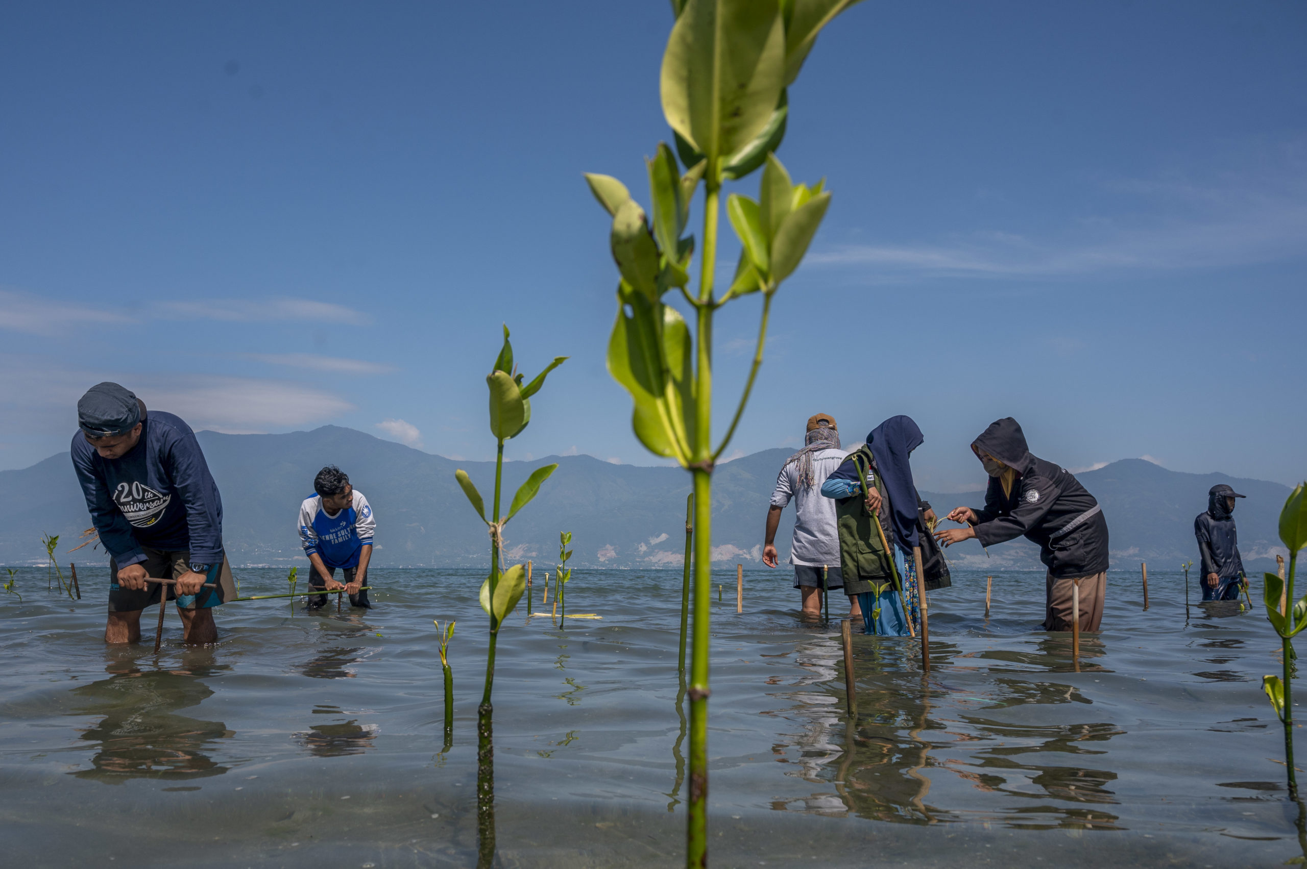 Para relawan bersama warga setempat berbaur melakukan penanaman mangrove.