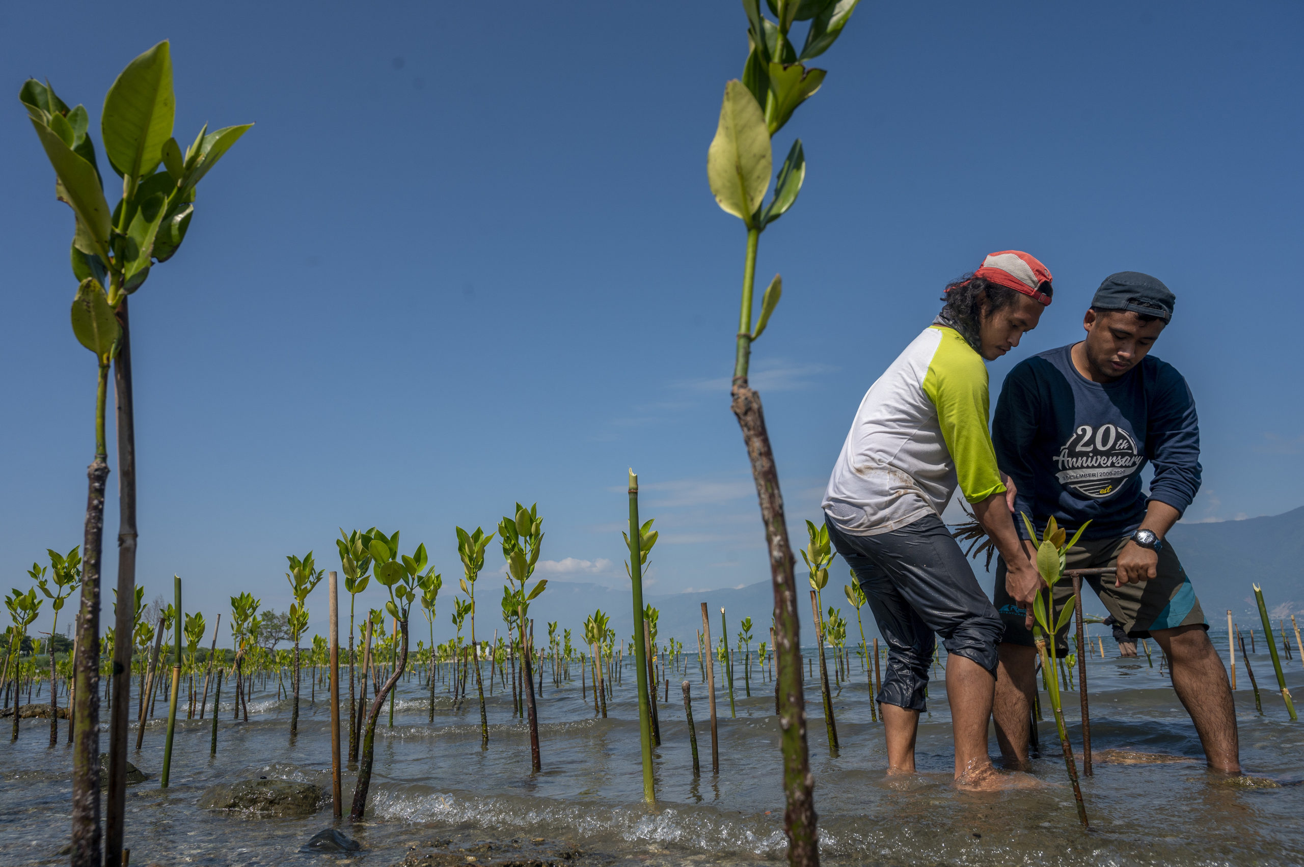 Relawan menanam mangrove