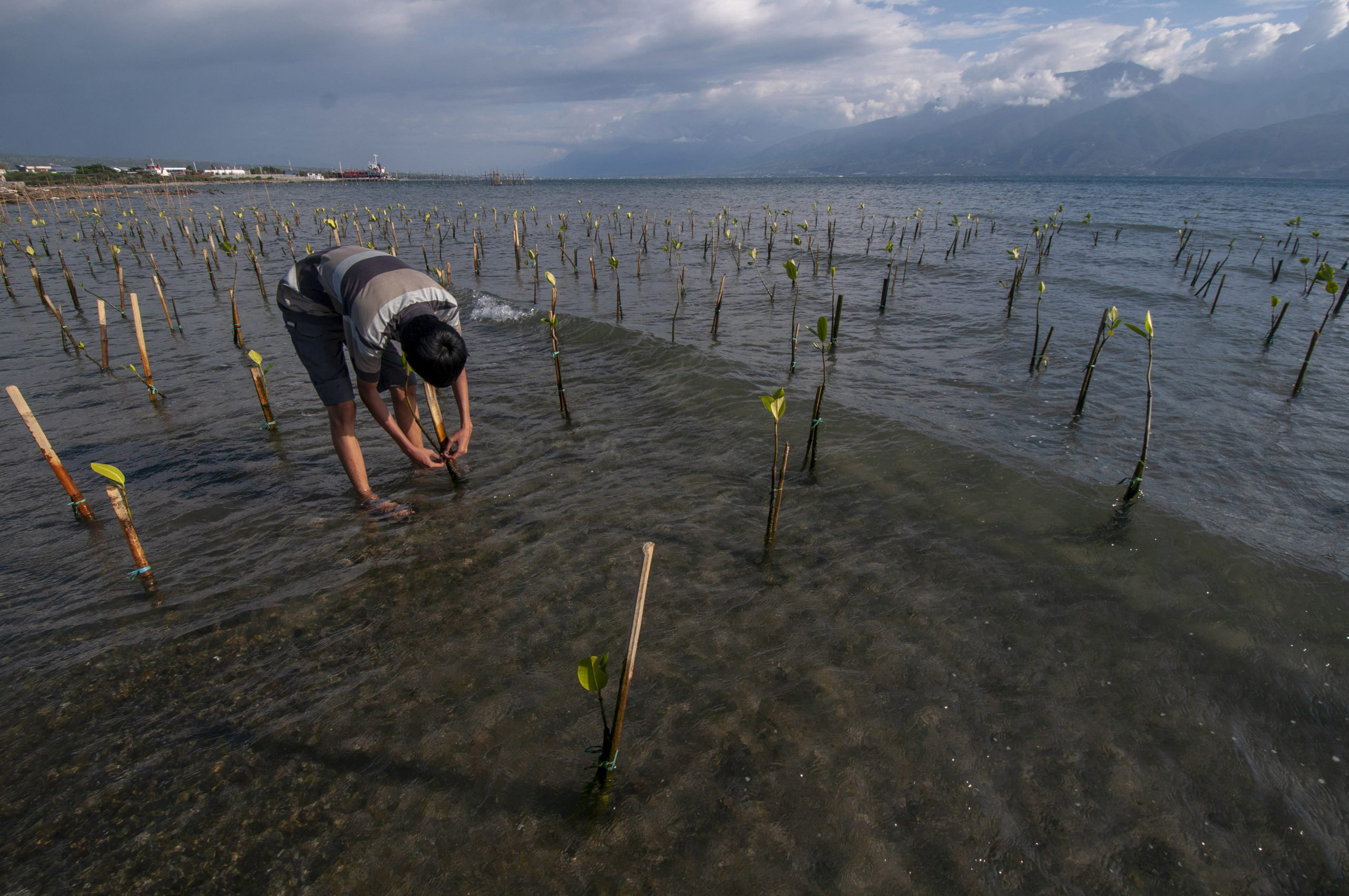Seorang relawan mengikat pohon mangrove