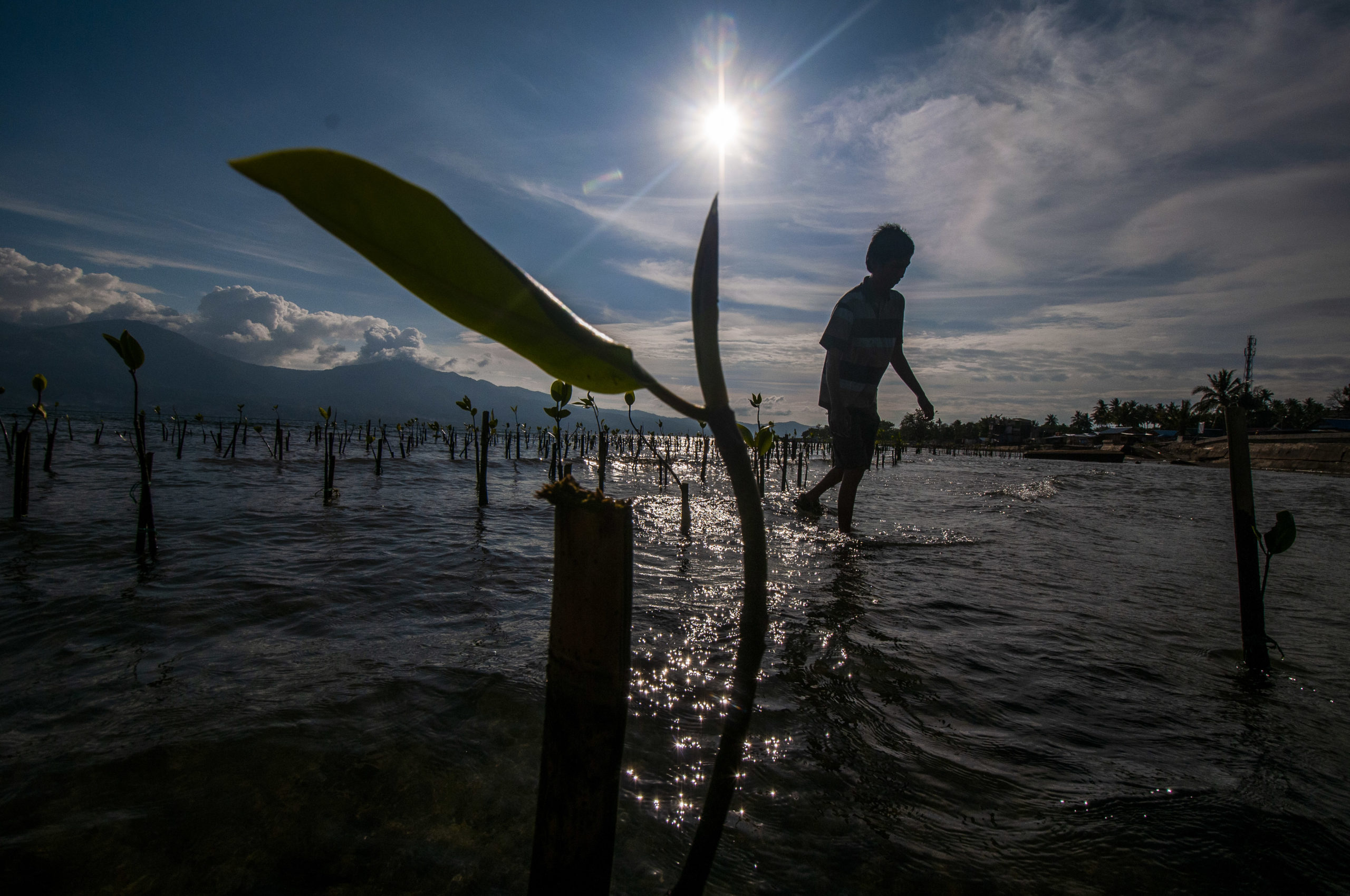 Deretan pohon mangrove kecil yang mulai tumbuh.