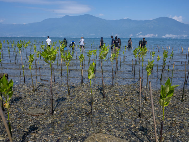 Relawan tanam mangrove