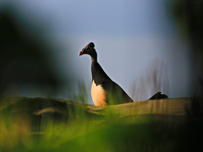 Seekor burung maleo datang ke nesting ground di Tanjung Binerean