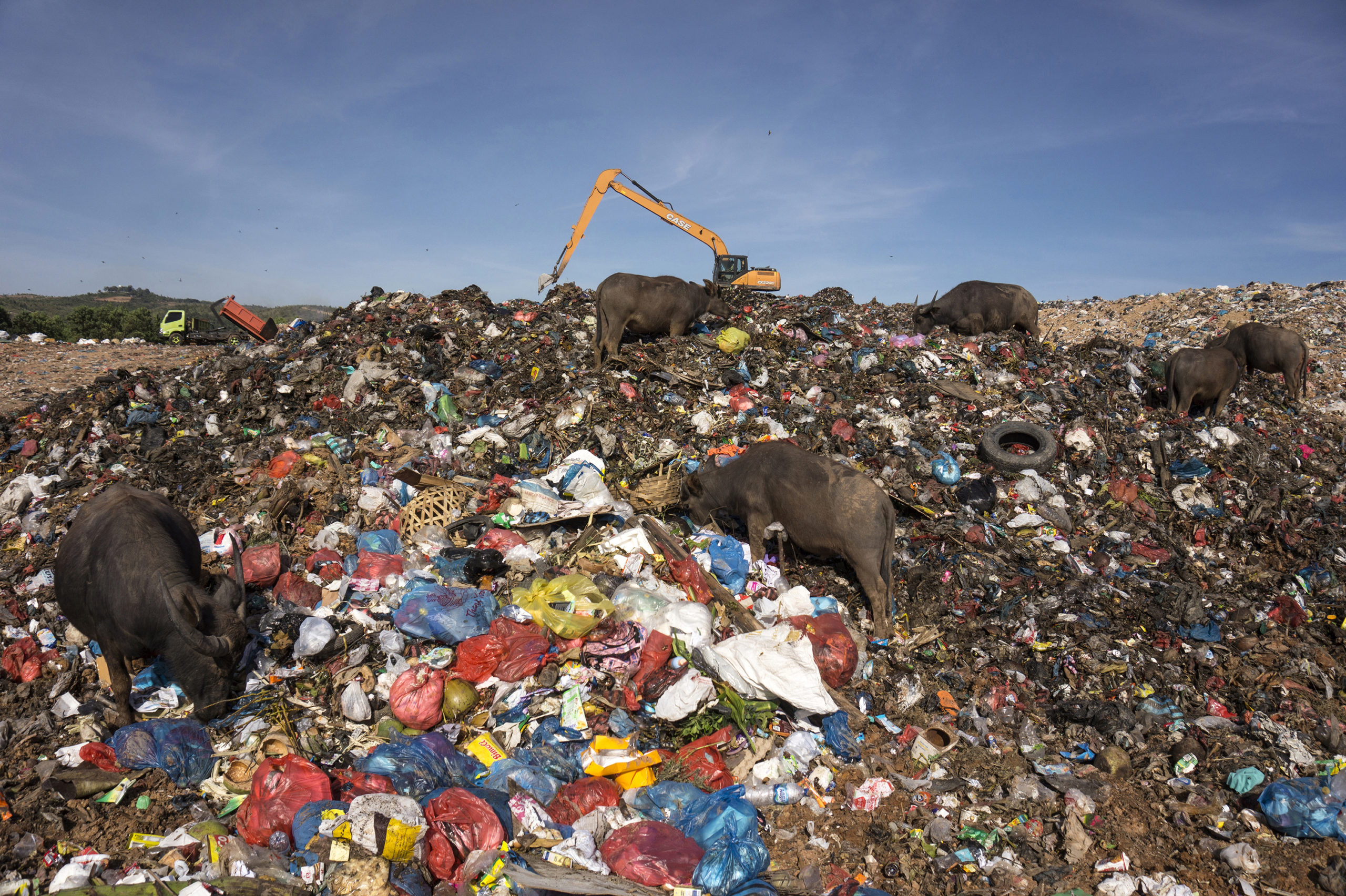 Kawanan kerbau mencari makanan sisa diantara tumpuka sampah di Tempat Pembuangan Akhir Blang Bintang, Aceh Besar, Senin (11/10/2021).