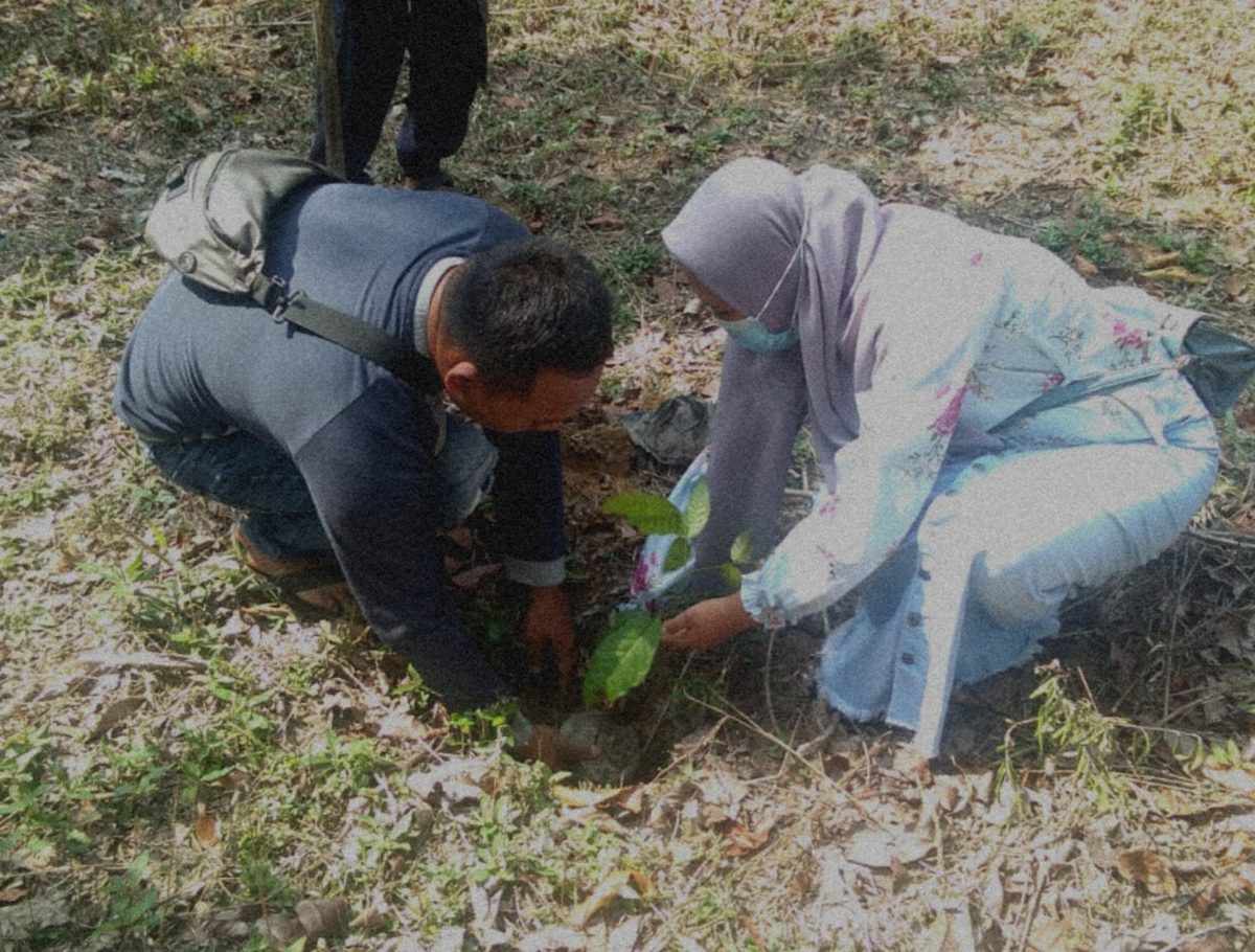 Pasangan pengantin menanam pohon