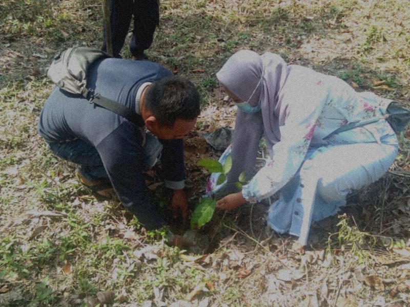 Pasangan pengantin menanam pohon