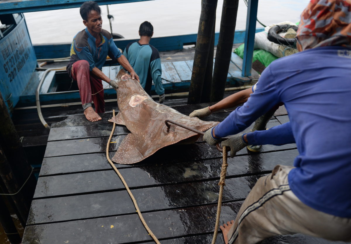 Proses pendaratan ikan dari kapal nelayan
