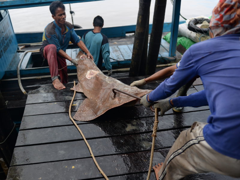 Proses pendaratan ikan dari kapal nelayan