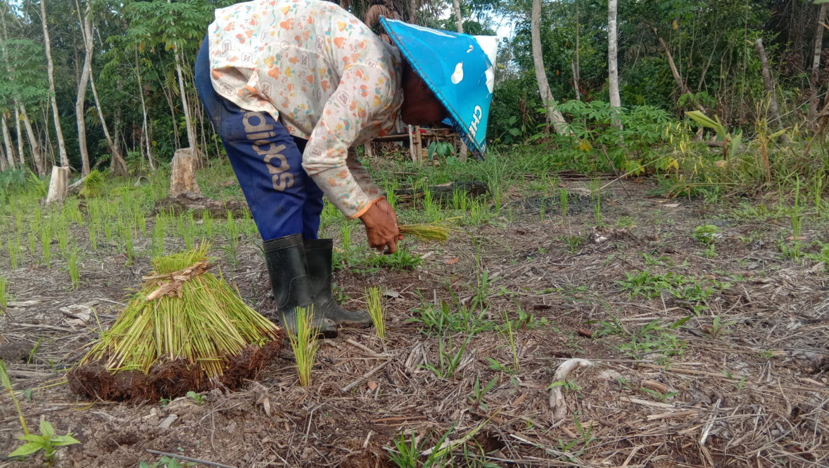 Sapiah (50 tahun) wanita peladang di Desa Sungai Enau, Kalimantan Barat, saat menanam padi jenis langsat di ladangnya.