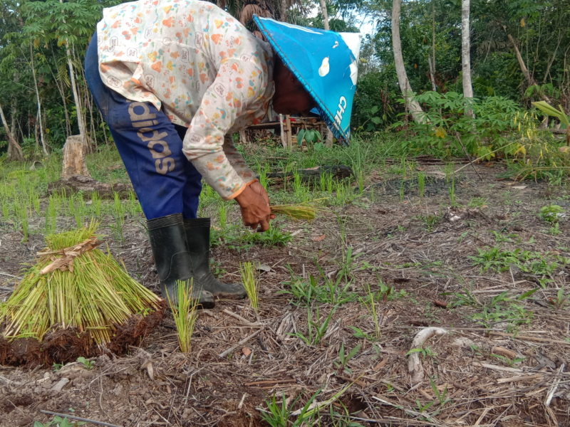 Sapiah (50 tahun) wanita peladang di Desa Sungai Enau, Kalimantan Barat, saat menanam padi jenis langsat di ladangnya.