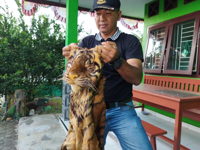 Barang bukti Harimau Sumatera yang terkena jerat pemburu