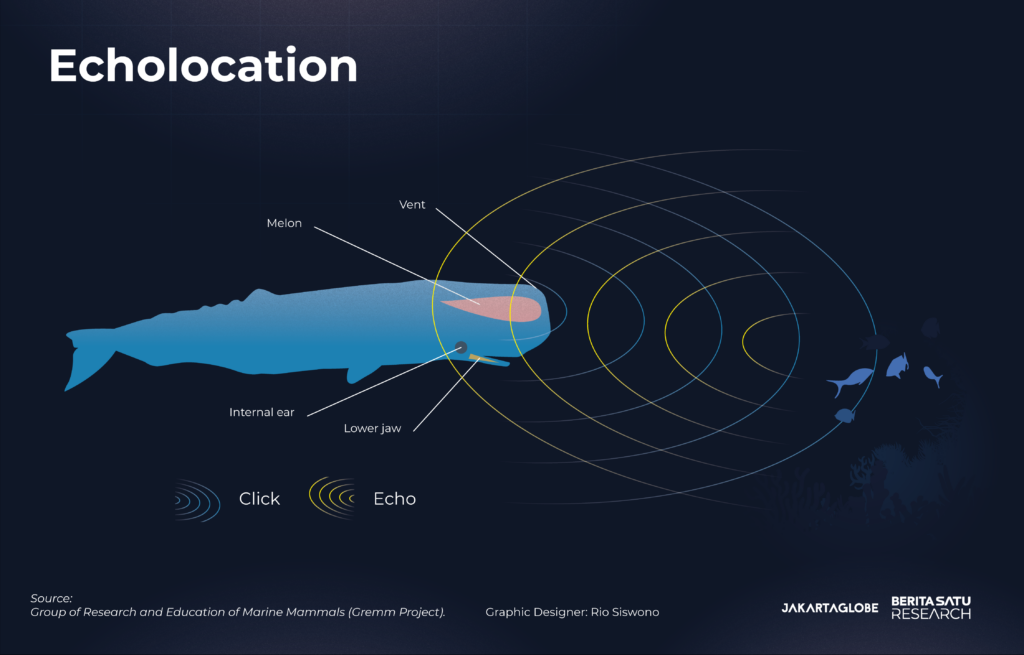 Echolocation infographic Jakarta Globe