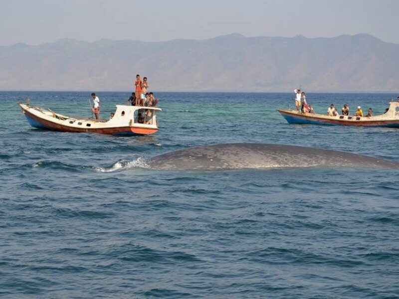 Blue whale stranded in Waienga Bay in East Nusa Tenggara by Paulus Igo