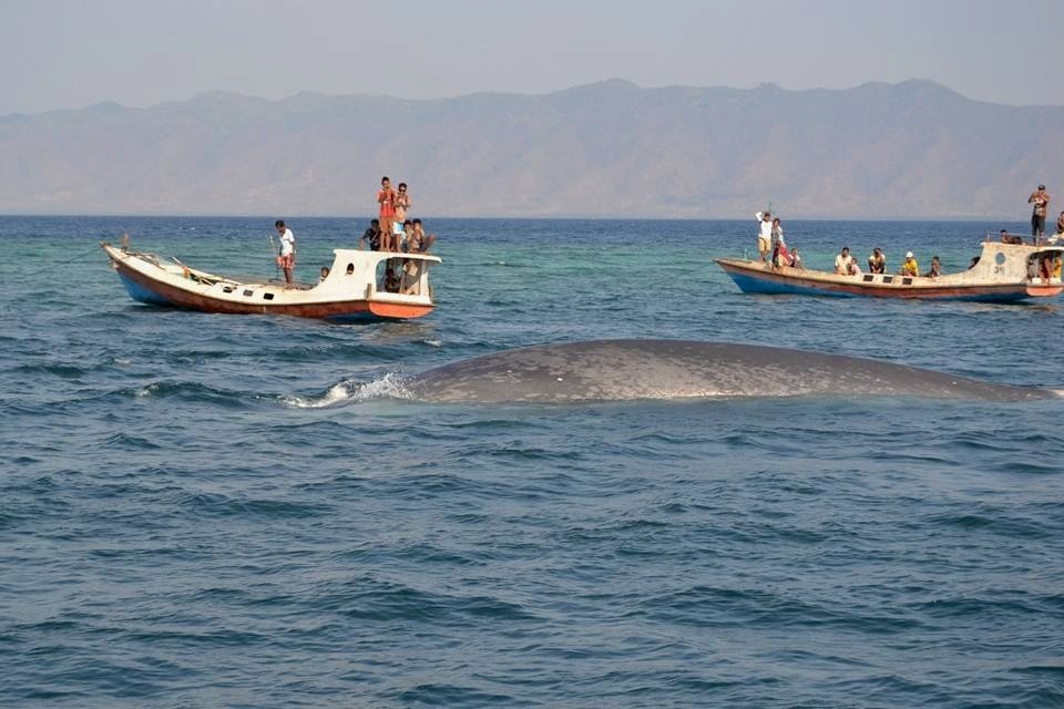 Blue whale stranded in Waienga Bay in East Nusa Tenggara by Paulus Igo