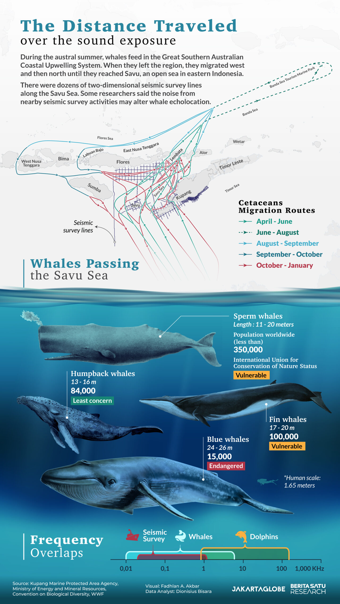 Noise pollution turns Savu Sea more treacherous for whale migration