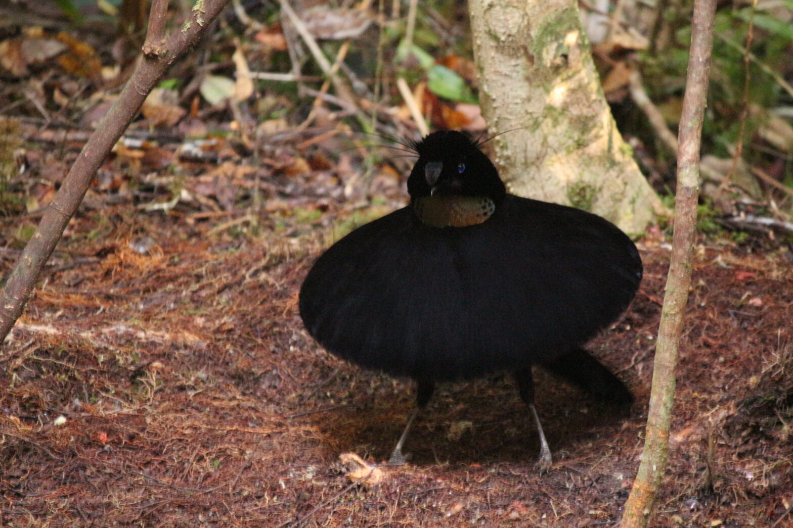 Arfak parotia