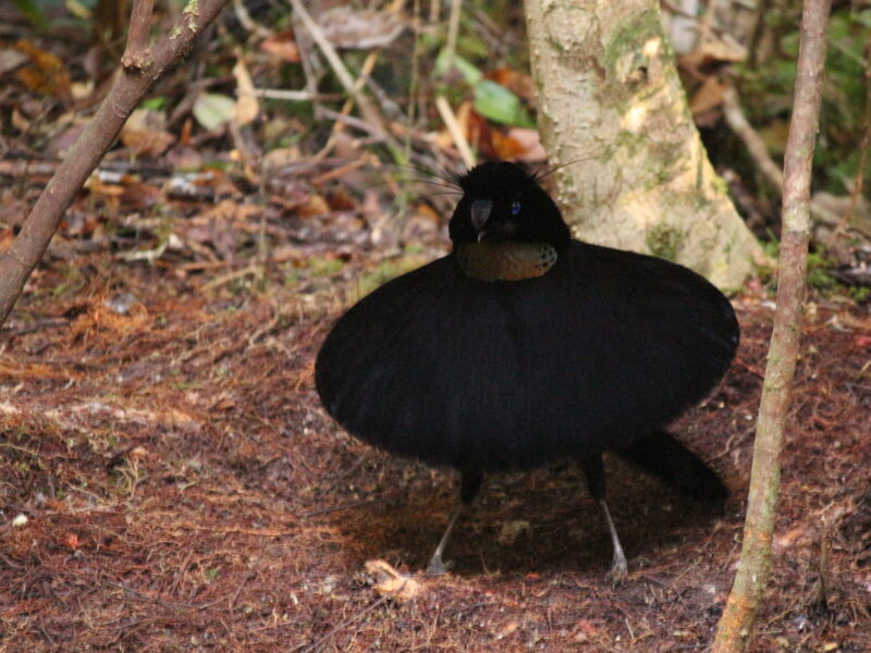 Arfak parotia