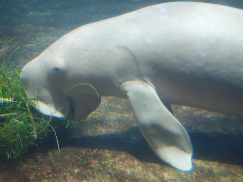 Dugong
