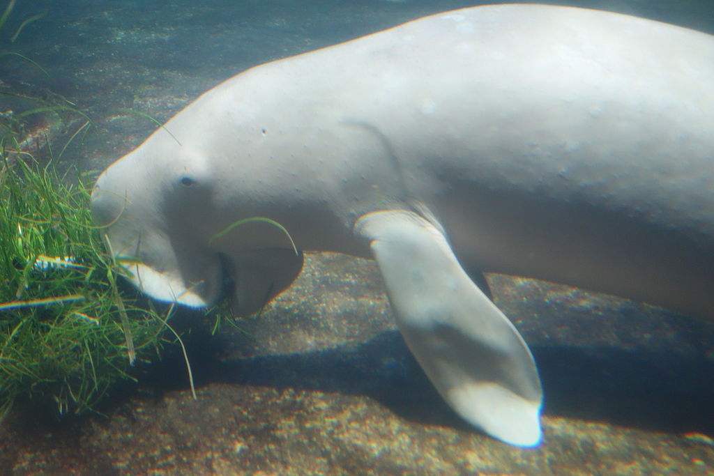 Dugong