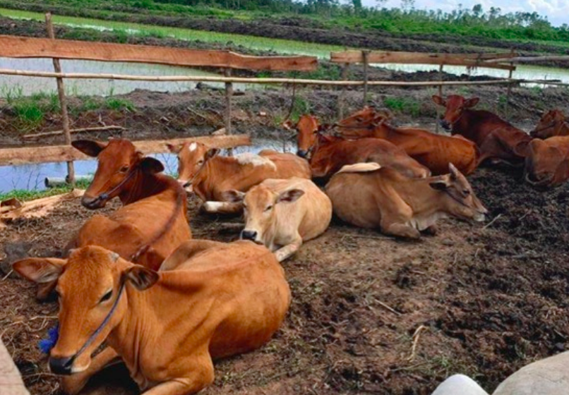 Ilustrasi peternakan sapi di Indonesia