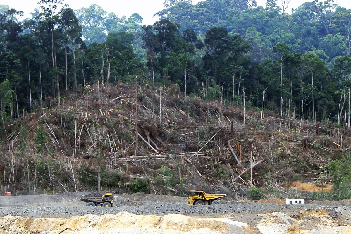 Deforestation of Central Kalimantan